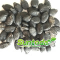 Green long  hybrid luffa sponge gourd seeds